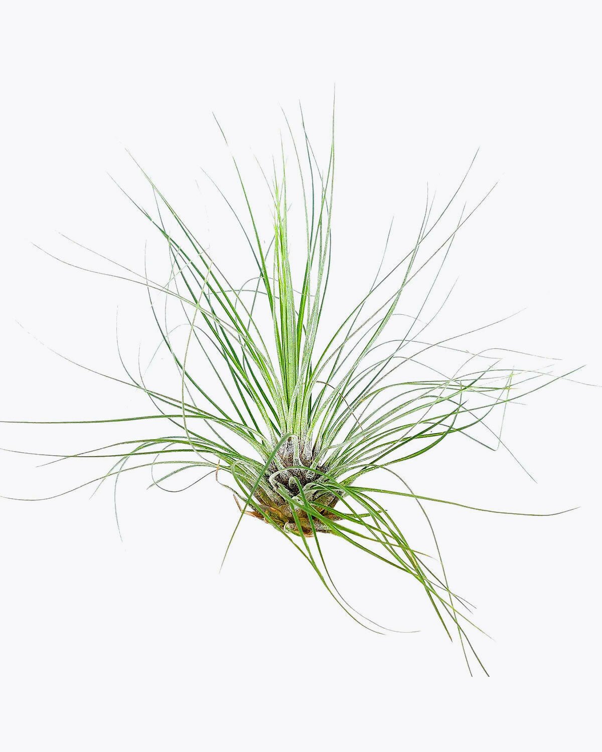 Tillandsia Filifolia air plant for sale, How to care for Tillandsia Filifolia air plant, air plant gift decor ideas, Growing Tillandsia Filifolia air plant