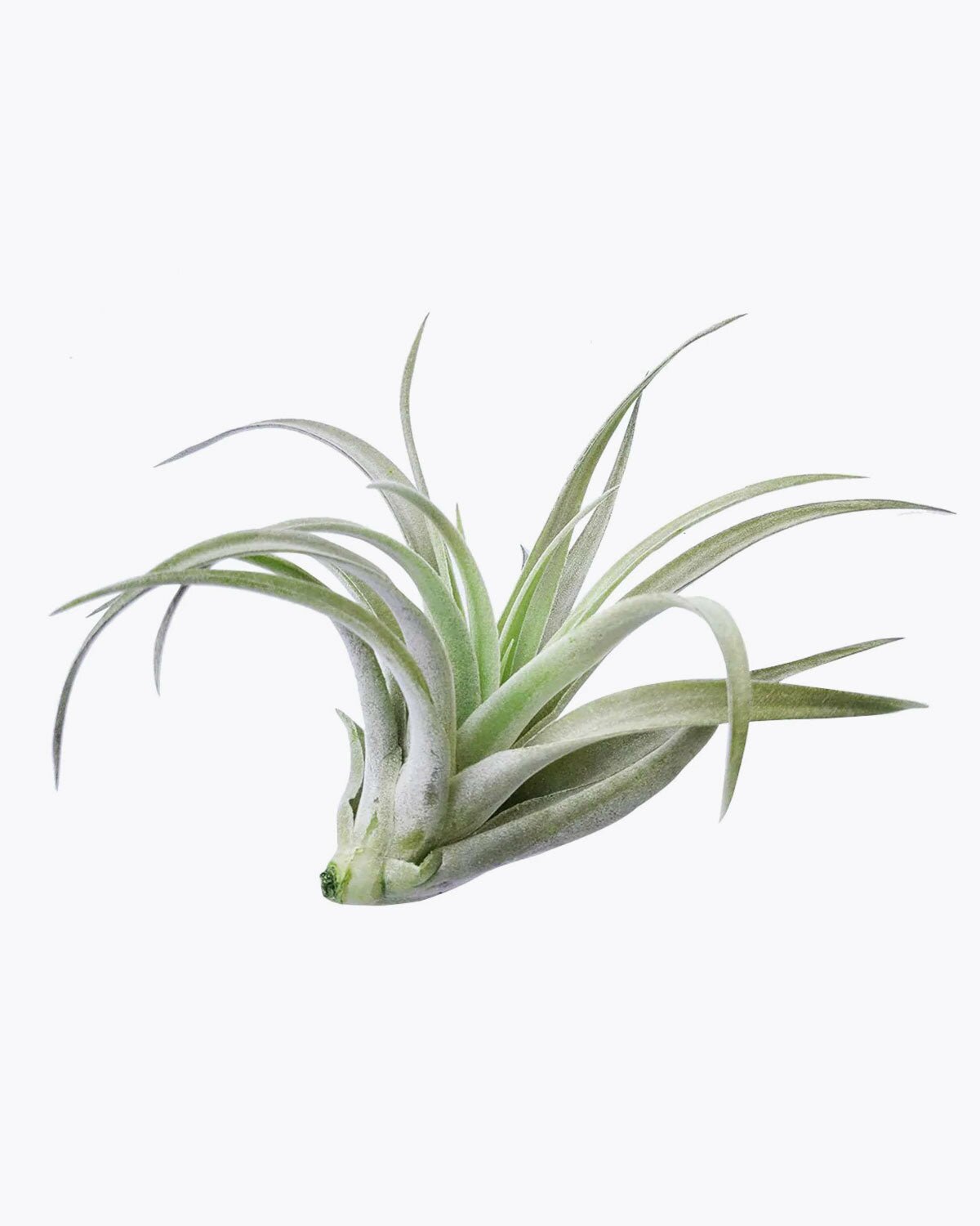 tillandsia harrisii care, tillandsia harrisii care, how to water tillandsia air plant, do tillandsia die after flowering, tillandsia harrisii black, tillandsia harrisii flower, how to care for tillandsia air plants