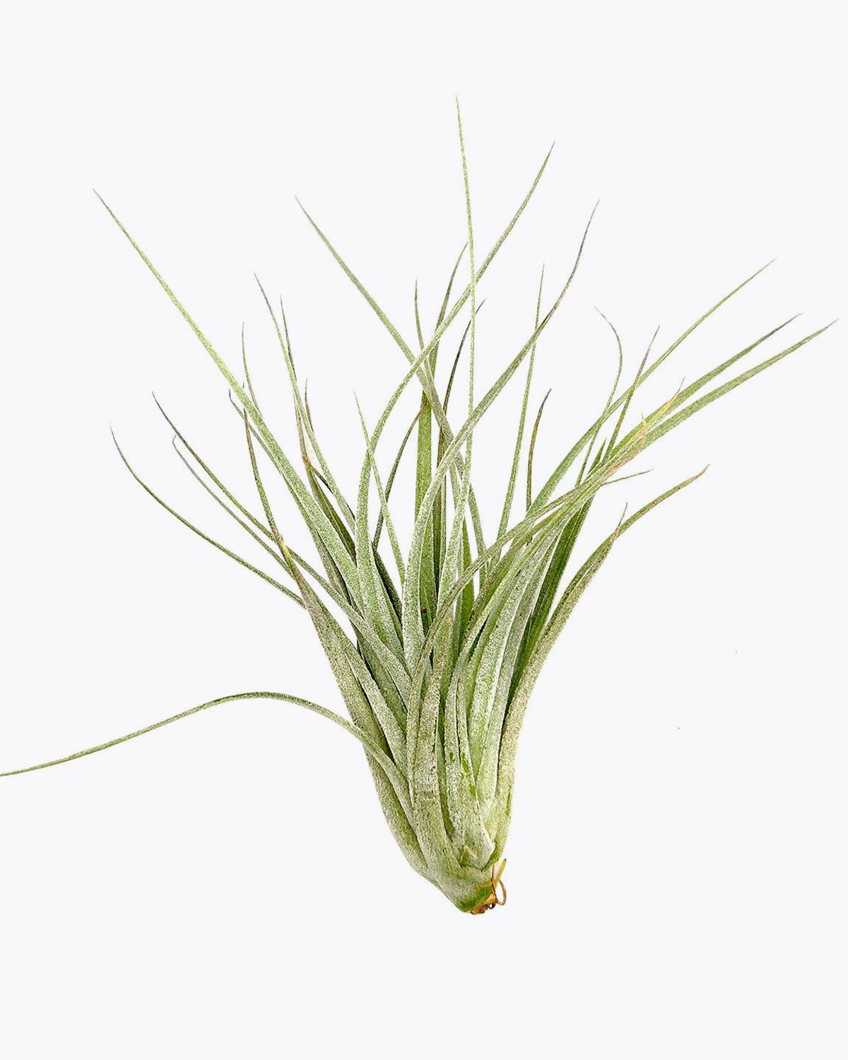 Tillandsia Houston Cotton Candy air plant for sale, unique gift decor ideas, air plant subscription delivery monthly, Tillandsia Houston Cotton Candy with air plant care guide