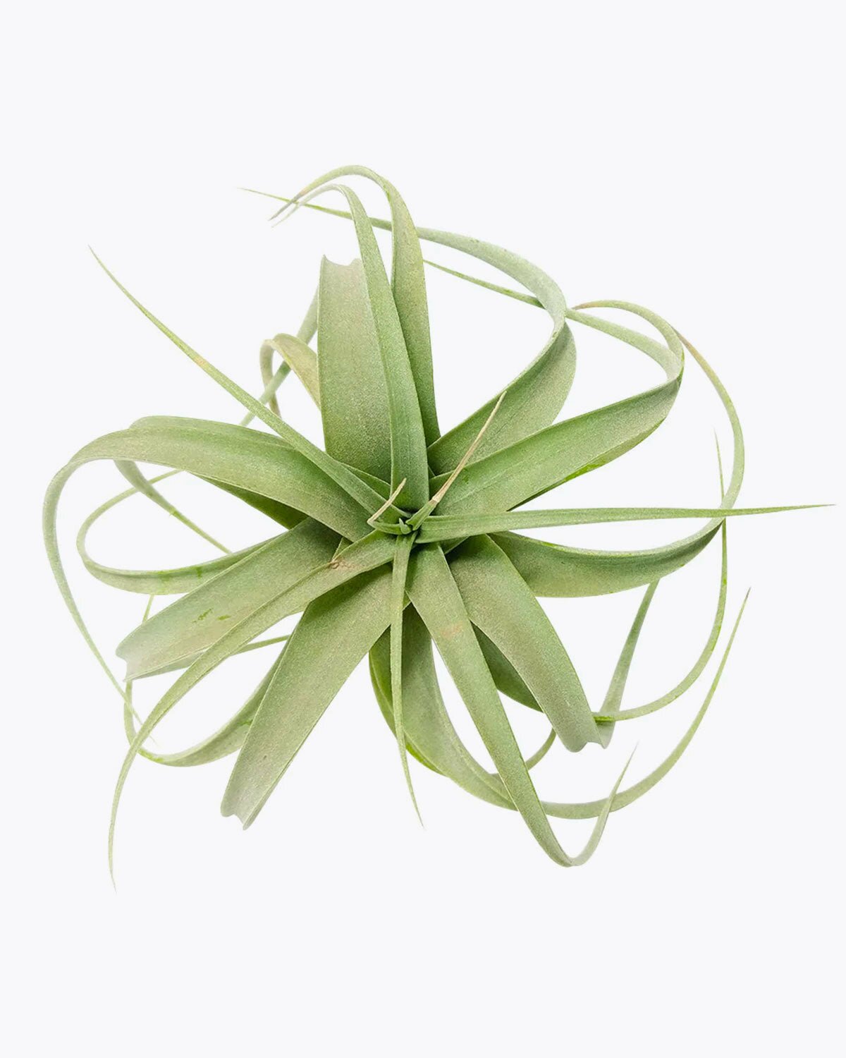 tillandsia xerographica, xerographica air plant, xerographica care, xerographica air plant care, xerographic copy paper, xerographic definition, xerographica bloom, xerographica flower
