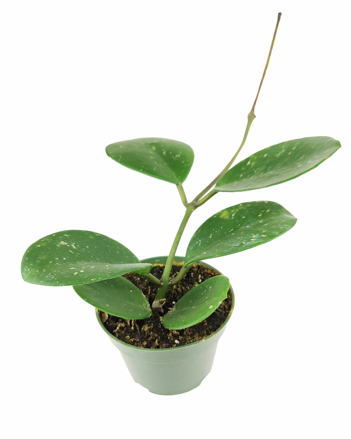 easy to care houseplant for beginners, hoya obovata splash for sale, trailing houseplant, waxy plant