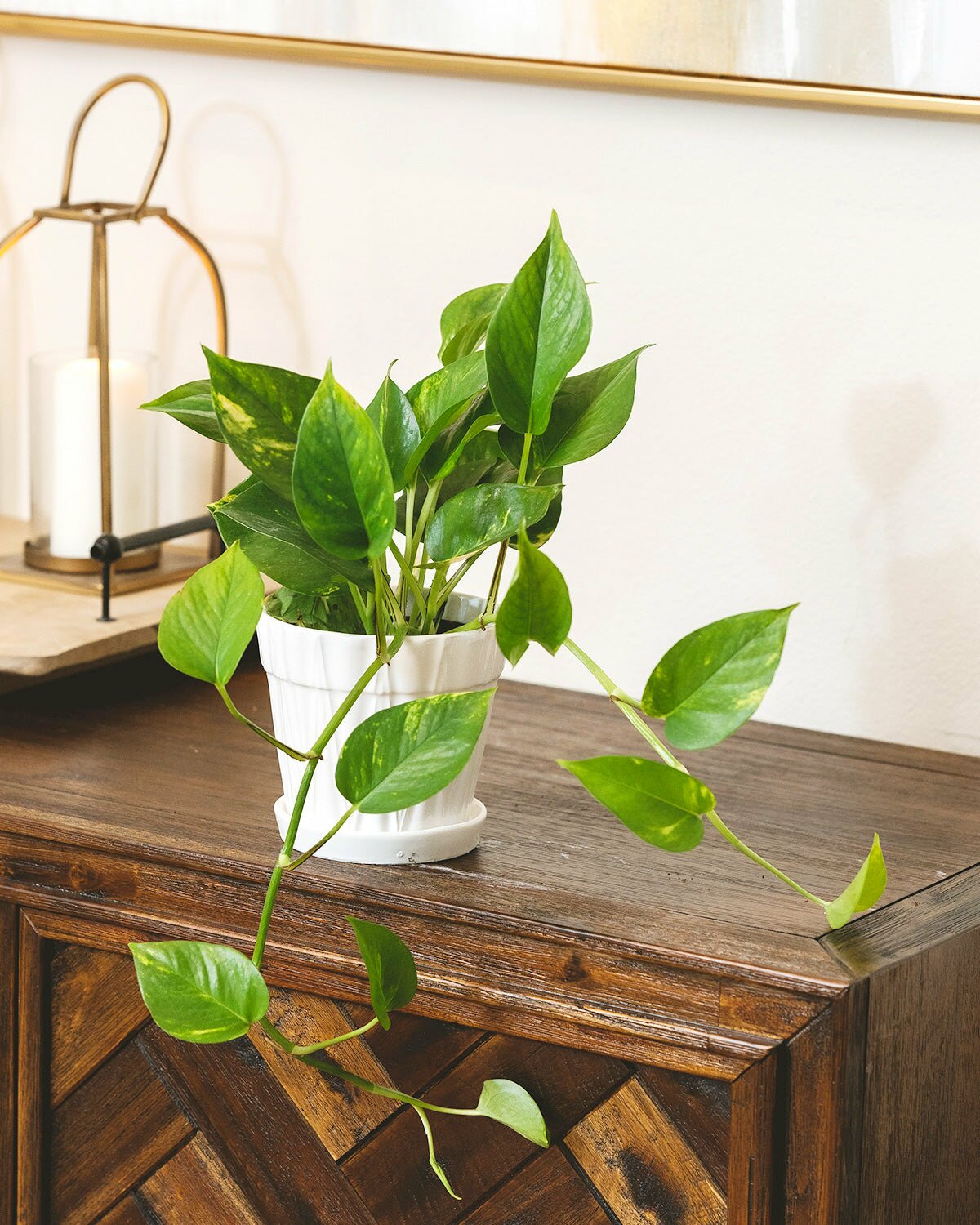 easy to care houseplant, Golden Pothos houseplant, golden pothos care guide, houseplant for beginners, best indoor plant, air purifying houseplant 
