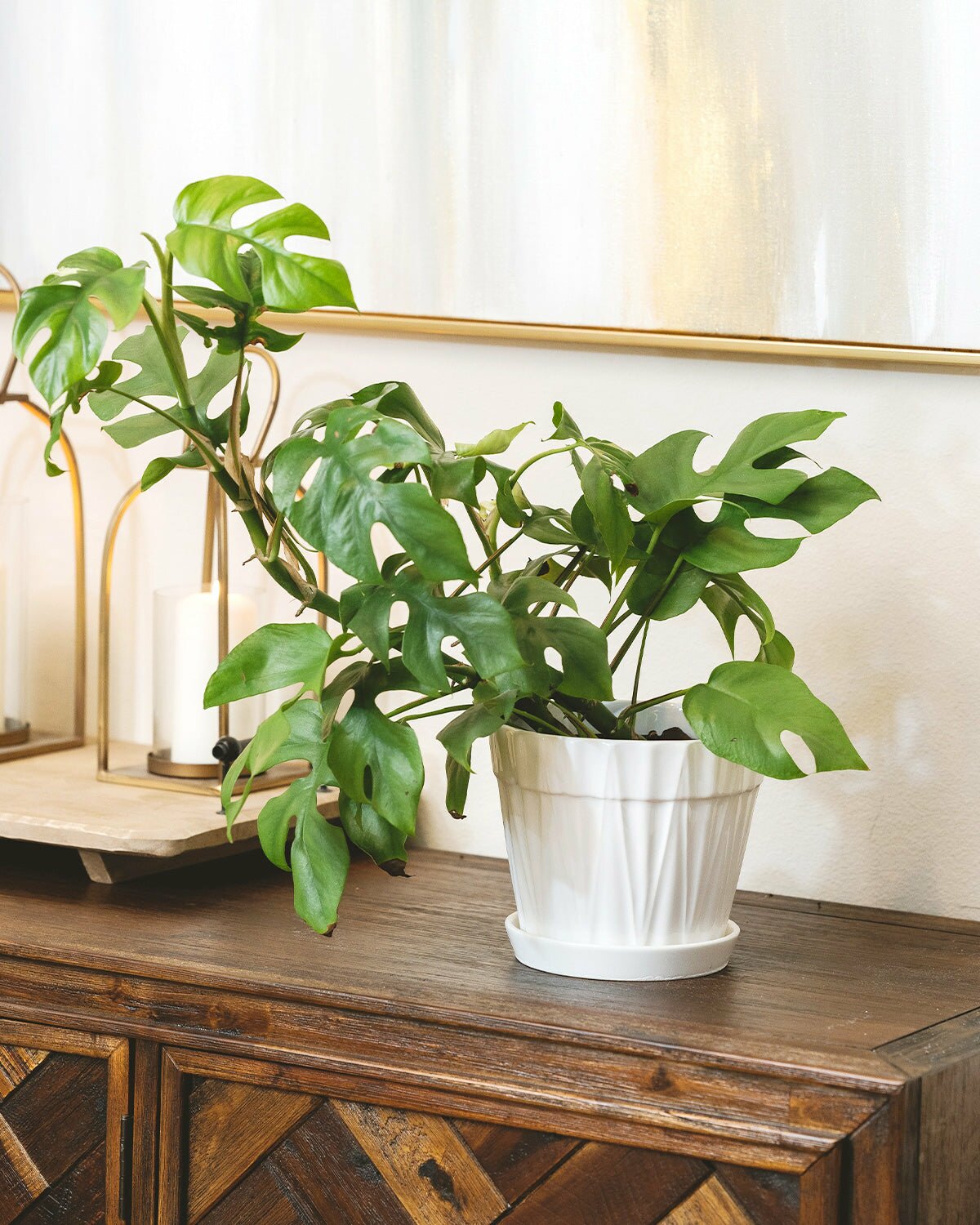 easy to care houseplant, air-purifying houseplant, best indoor plant, Monstera Minima, Rhaphidophora Tetrasperma, best indoor plant, houseplant for decoration, houseplant as gift idea