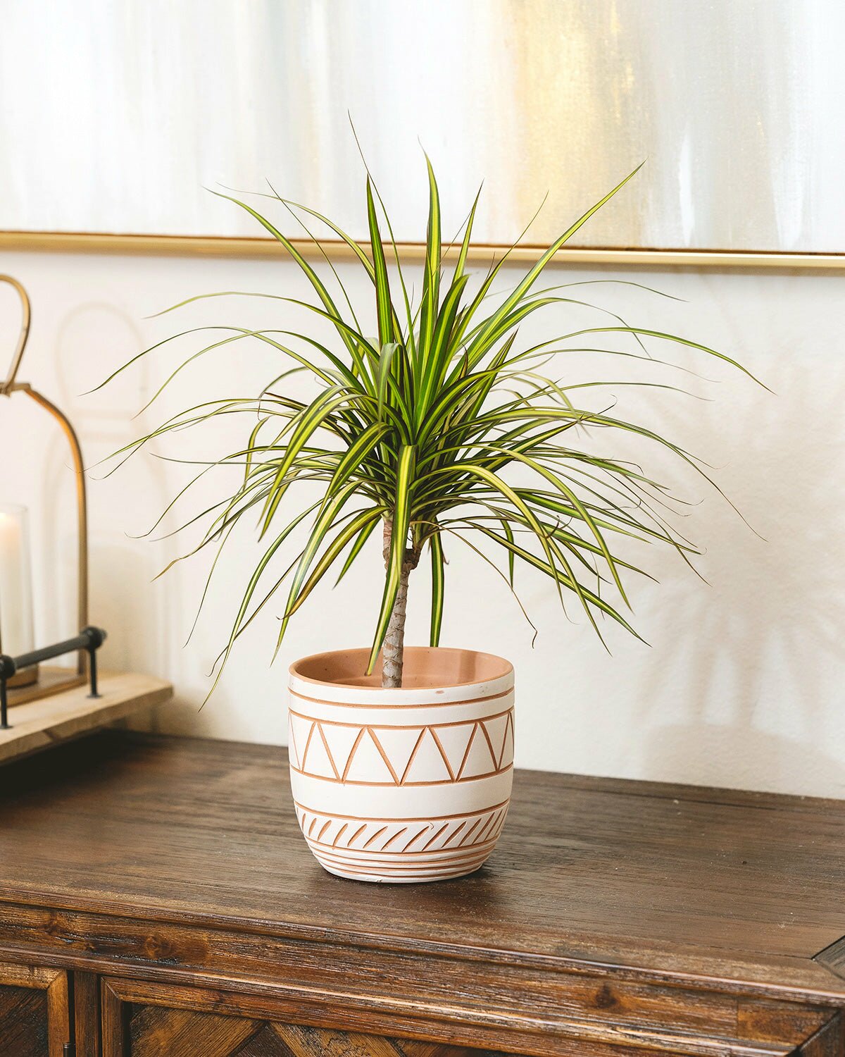 dracaena sunburn Dracaena Sunray Cane