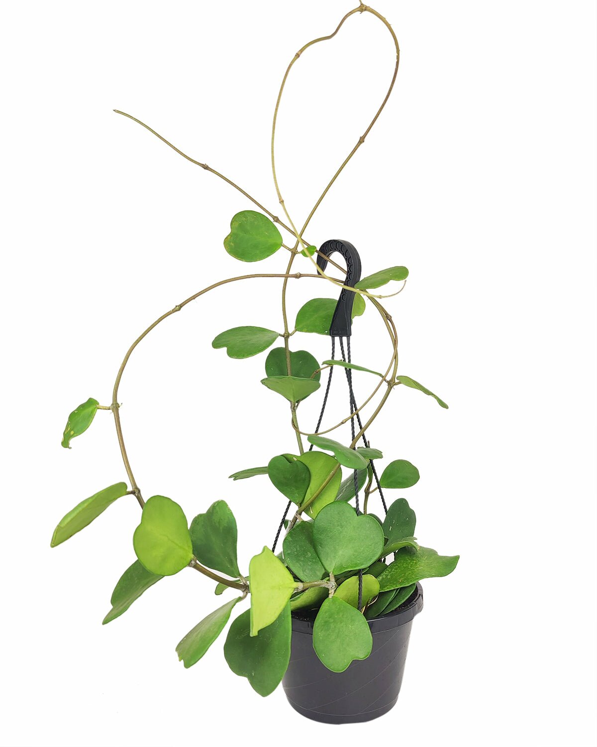 Large size Trailing Hoya Kerrii Heart, Sweetheart Hoya, Valentine Hoya, Heart-shaped plants, evergreen heart-shaped foliage, best gift plant ideas