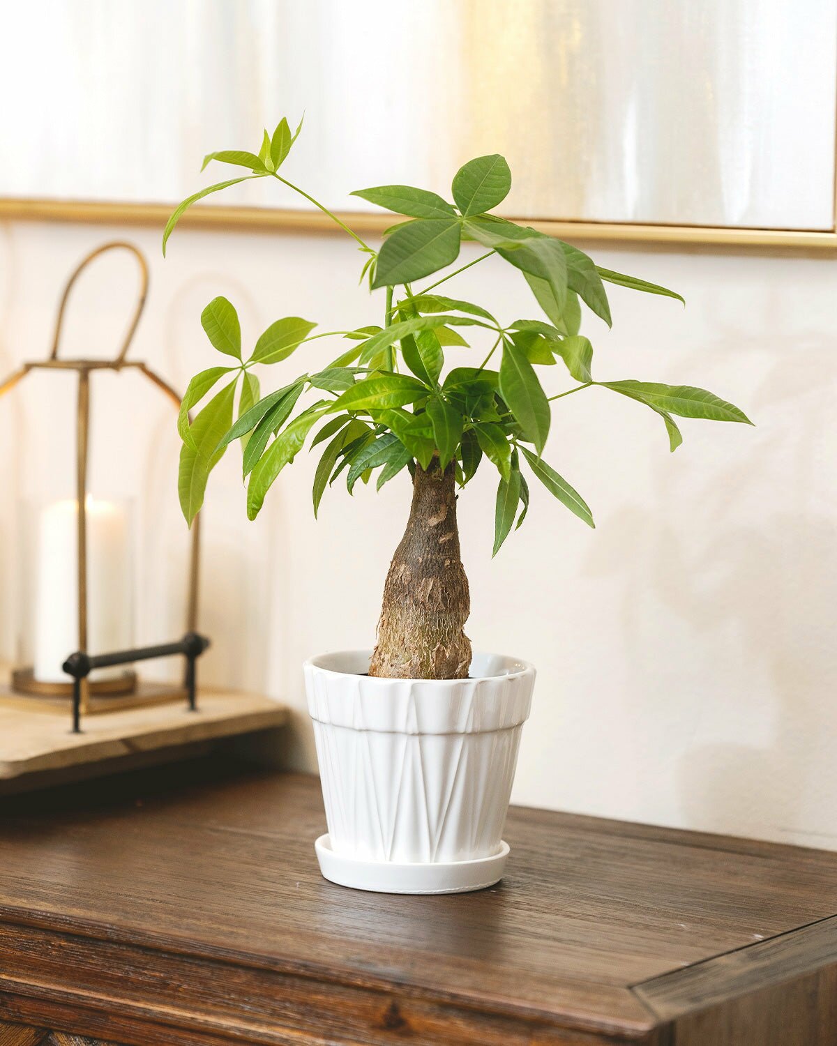 Feng Shui Lucky Money Tree, Pachira Stump houseplant, air purifying houseplant to grow at home, Feng Shui plant for your home