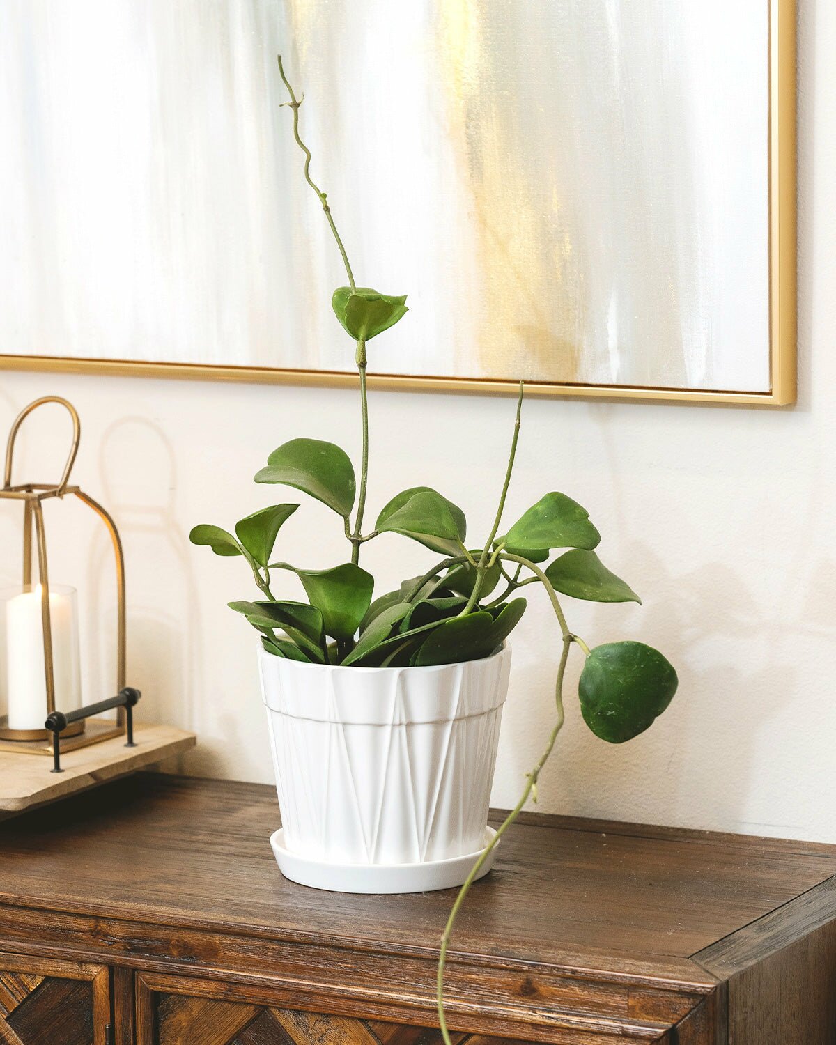 Large size Trailing Hoya Kerrii Heart, Sweetheart Hoya, Valentine Hoya, Heart-shaped plants, evergreen heart-shaped foliage, best gift plant ideas