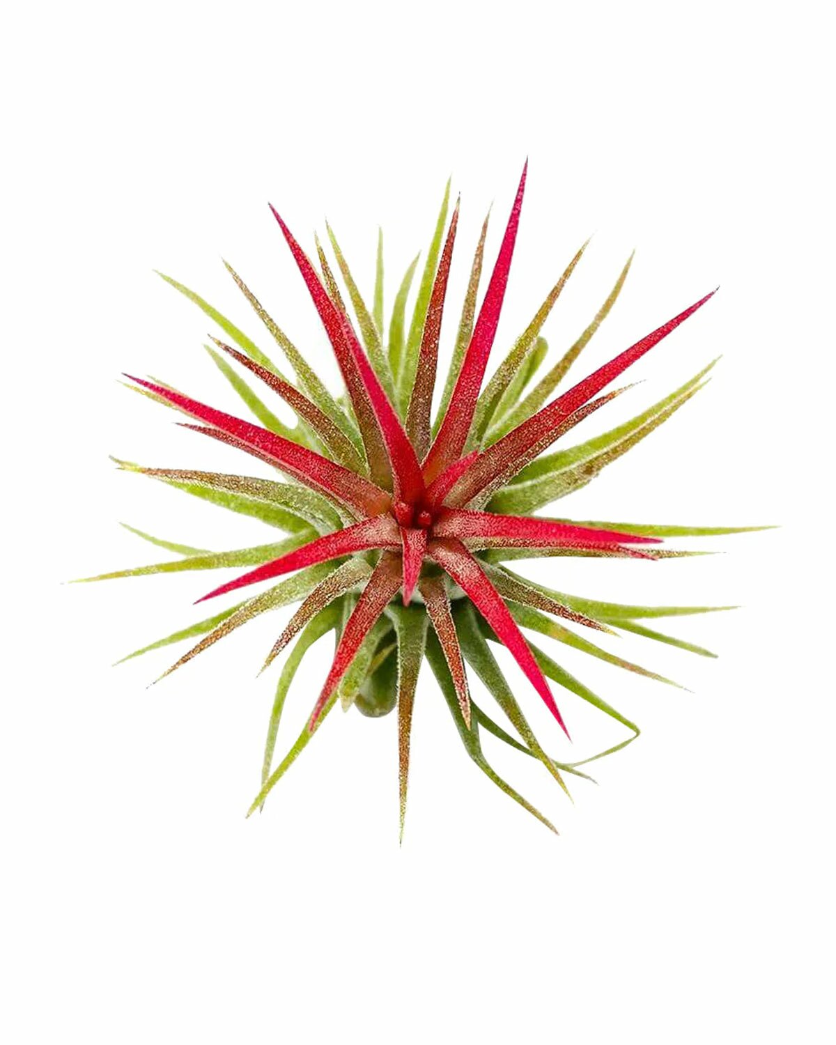 rubra air plant Tillandsia Ionantha Rubra - Easy Care Air Plant with Colorful Flowers