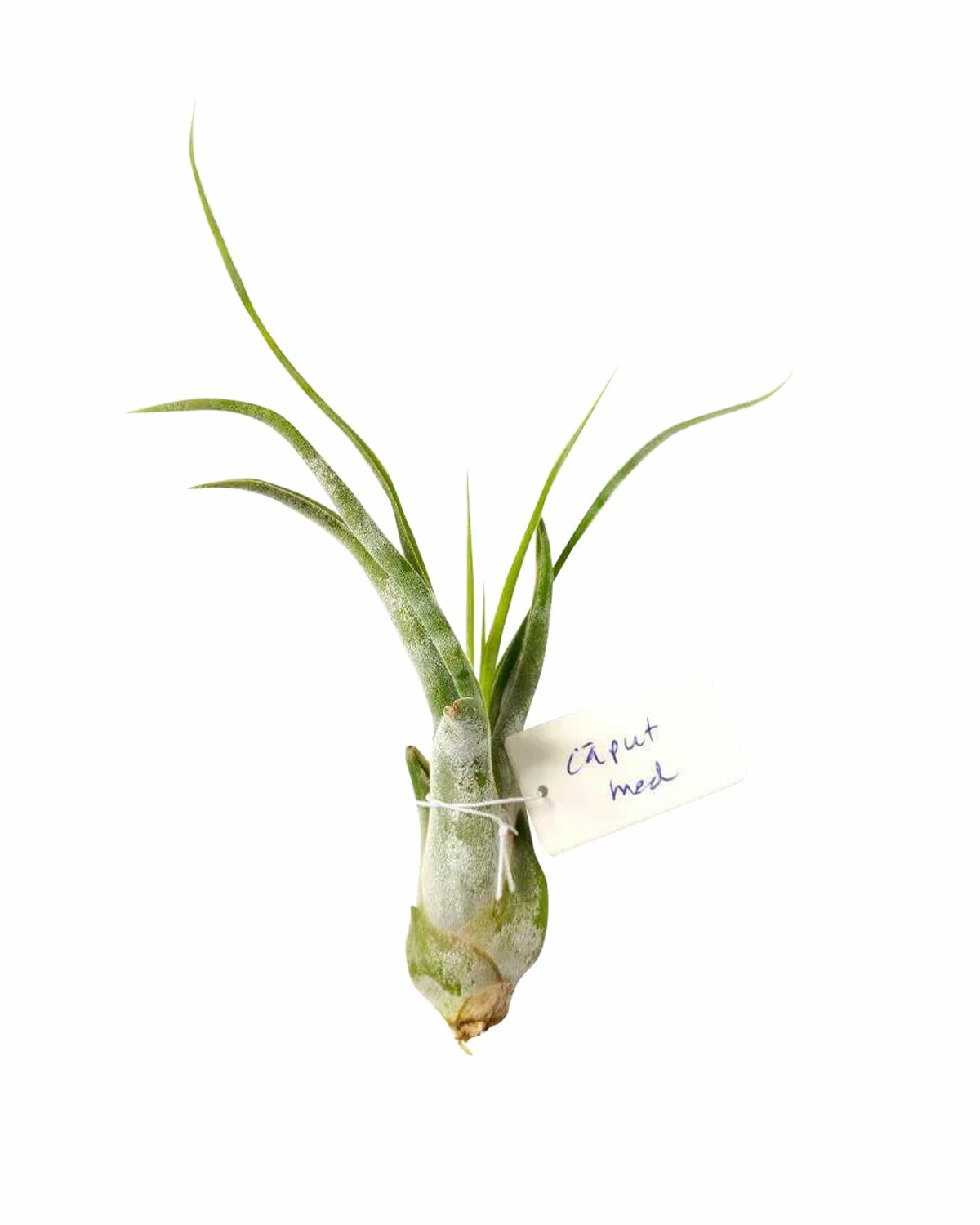 caput medusae air plant care Tillandsia Caput Medusae - Sturdy but Soft Snake-like Leaves Air Plant