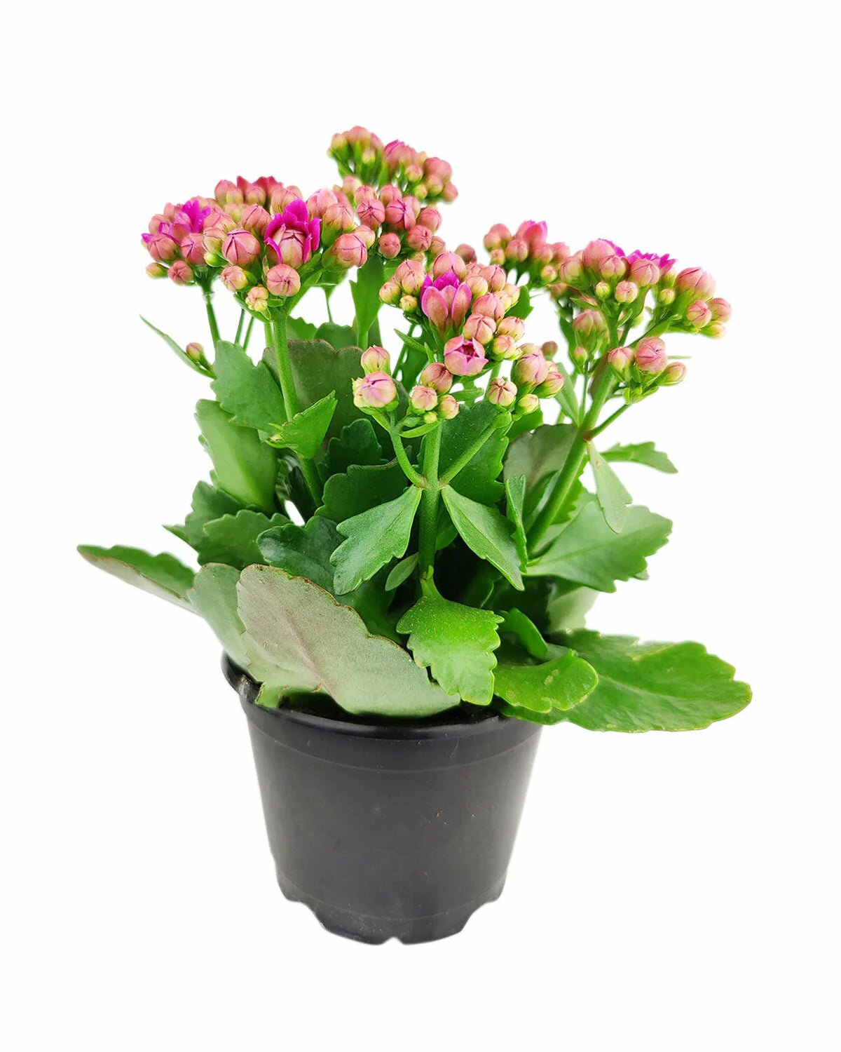 flowering houseplant, Kalanchoe Canlandiva Purple, calandiva purple for sale, easy to care houseplant, houseplant as gift