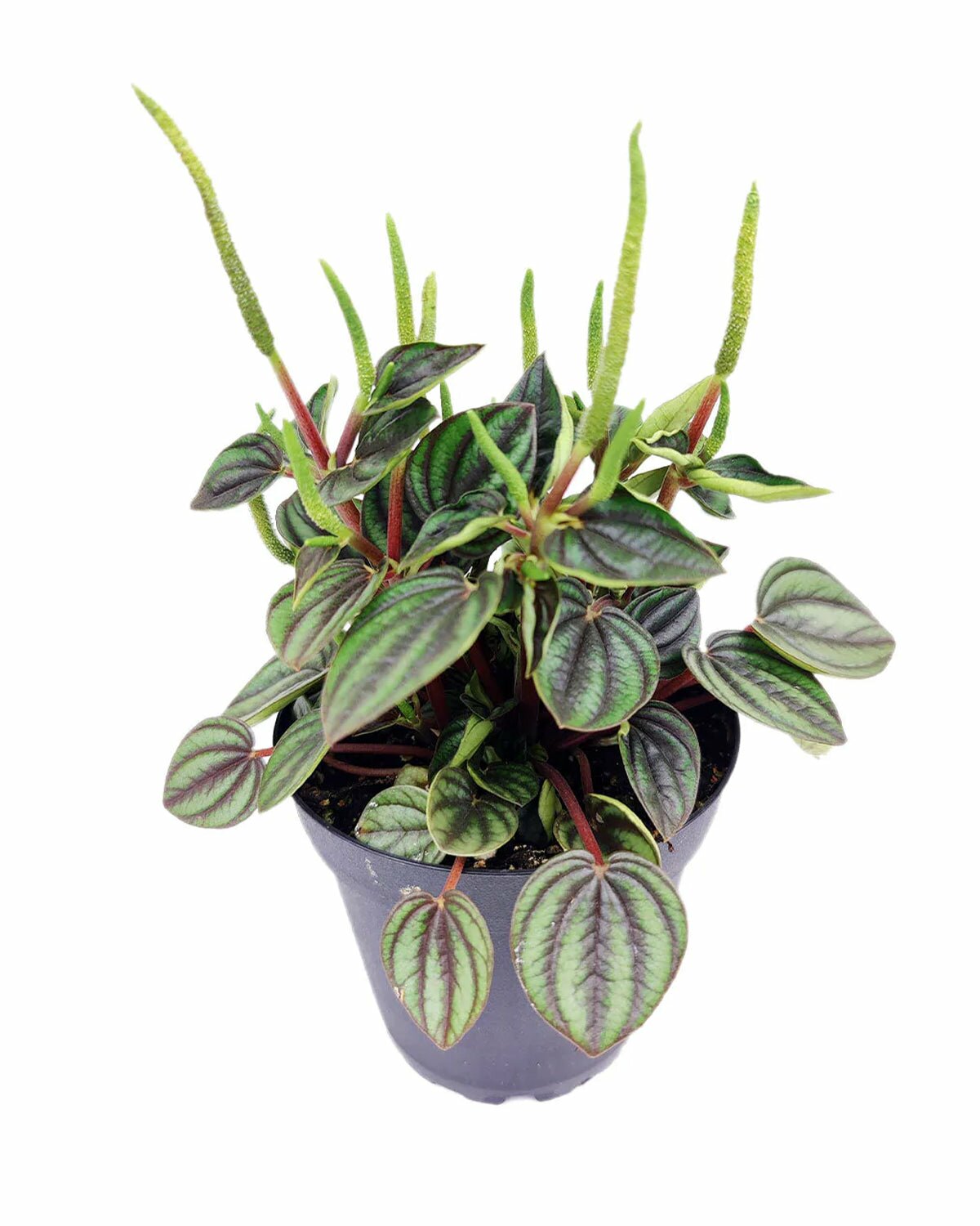 Peperomia Piccolo Banda in indoor plant pot, Peperomia Piccolo Banda in small pot, Peperomia Piccolo Banda in 4 inch ceramic pot for sale