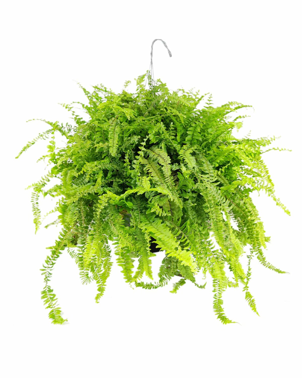 Boston Fern for sale, non toxic houseplant, houseplant for home and office decoration, best indoor plant, easy to care houseplant, tropical plant, plant as gift