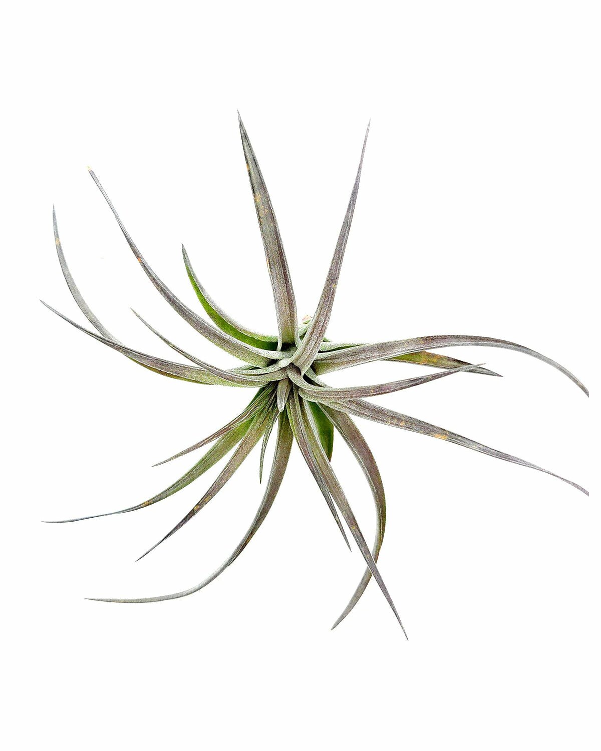 Tillandsia Aeranthos Purple air plant for sale, How to take care for Tillandsia Aeranthos Purple air plant, Tillandsia Aeranthos Purple with air plant care guide