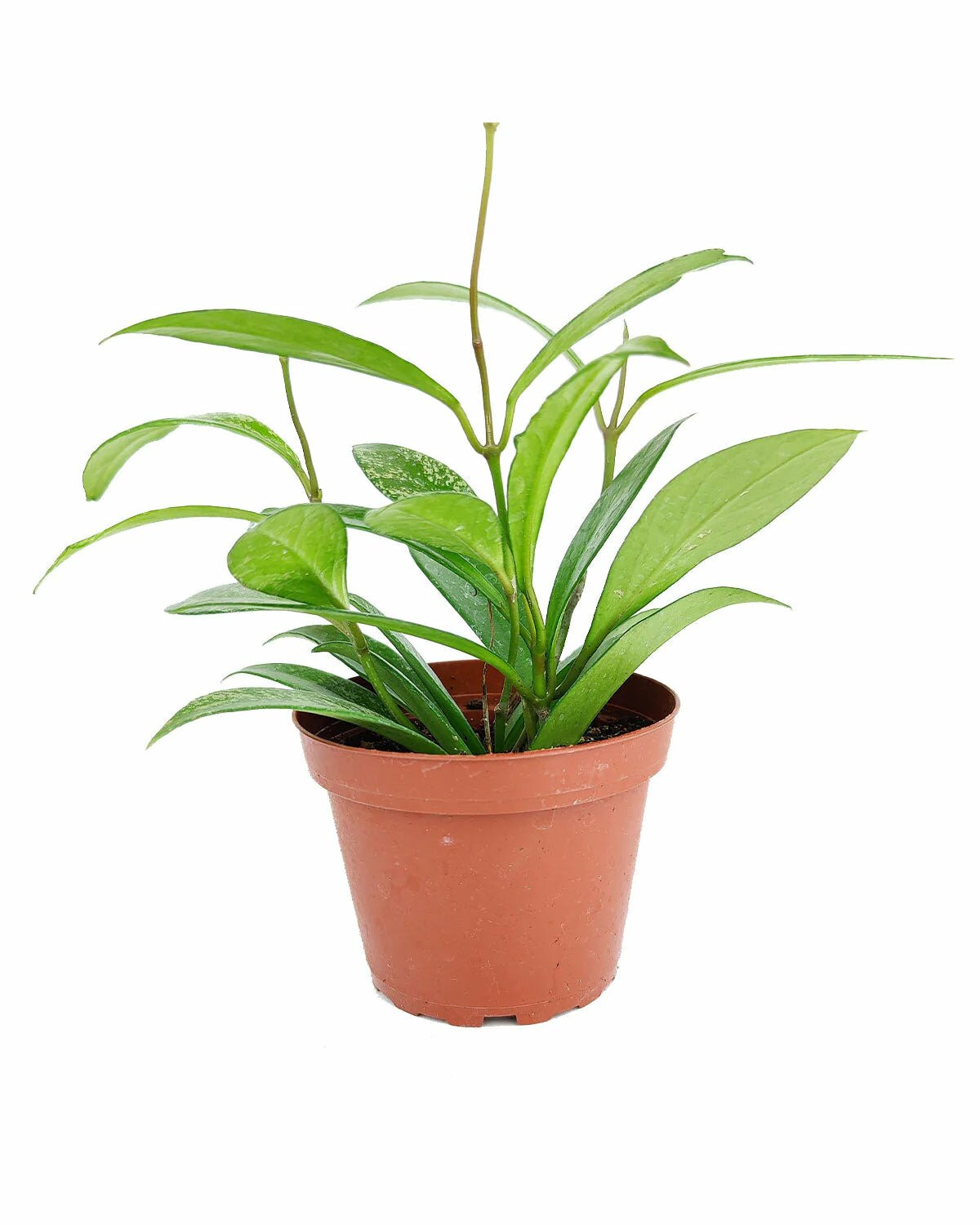 Hoya Pubicalyx Pink Silver in outdoor planter, Hoya Pubicalyx Pink Silver in ceramic planter, Hoya Pubicalyx Pink Silver in modern pot