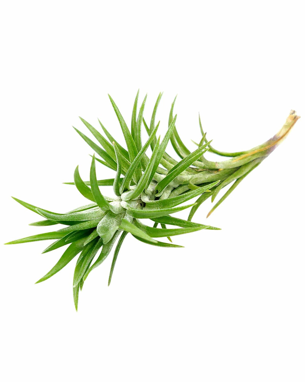 growing Tillandsia Araujei air plant, How to care for Tillandsia Araujei air plant, Tillandsia Araujei air plant with care instruction, Tillandsia Araujei air plant for sale