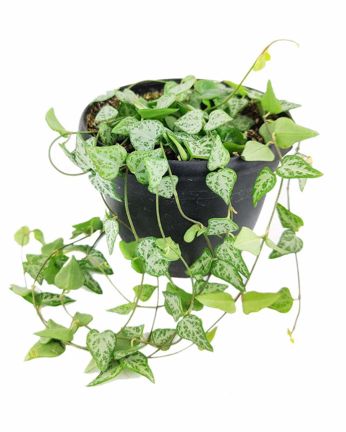 Ceropegia Woodii String of Arrows in 6 inch pot, Ceropegia Woodii String of Arrows with white ceramic pot, Ceropegia Woodii String of Arrows in pot for home decoration, Ceropegia Woodii String of Arrows in pot for sale