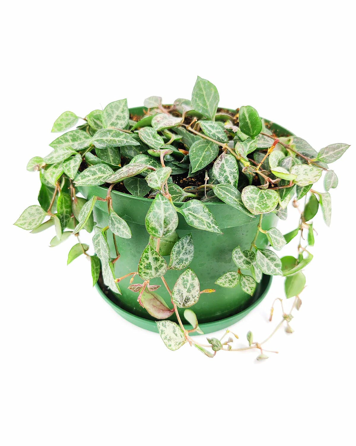 easy to care houseplant for beginners, string of spades houseplant, string of spades for sale, how to care for string of spades, trailing and climbing houseplant