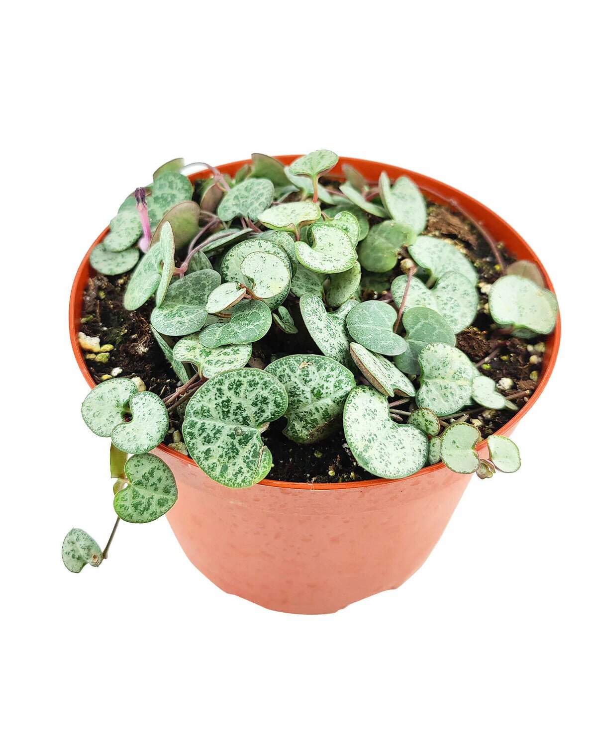 SILVER GLORY String of Hearts in 6 inch pot, buy SILVER GLORY String of Hearts in ceramic pot, SILVER GLORY String of Hearts in minimalist pot