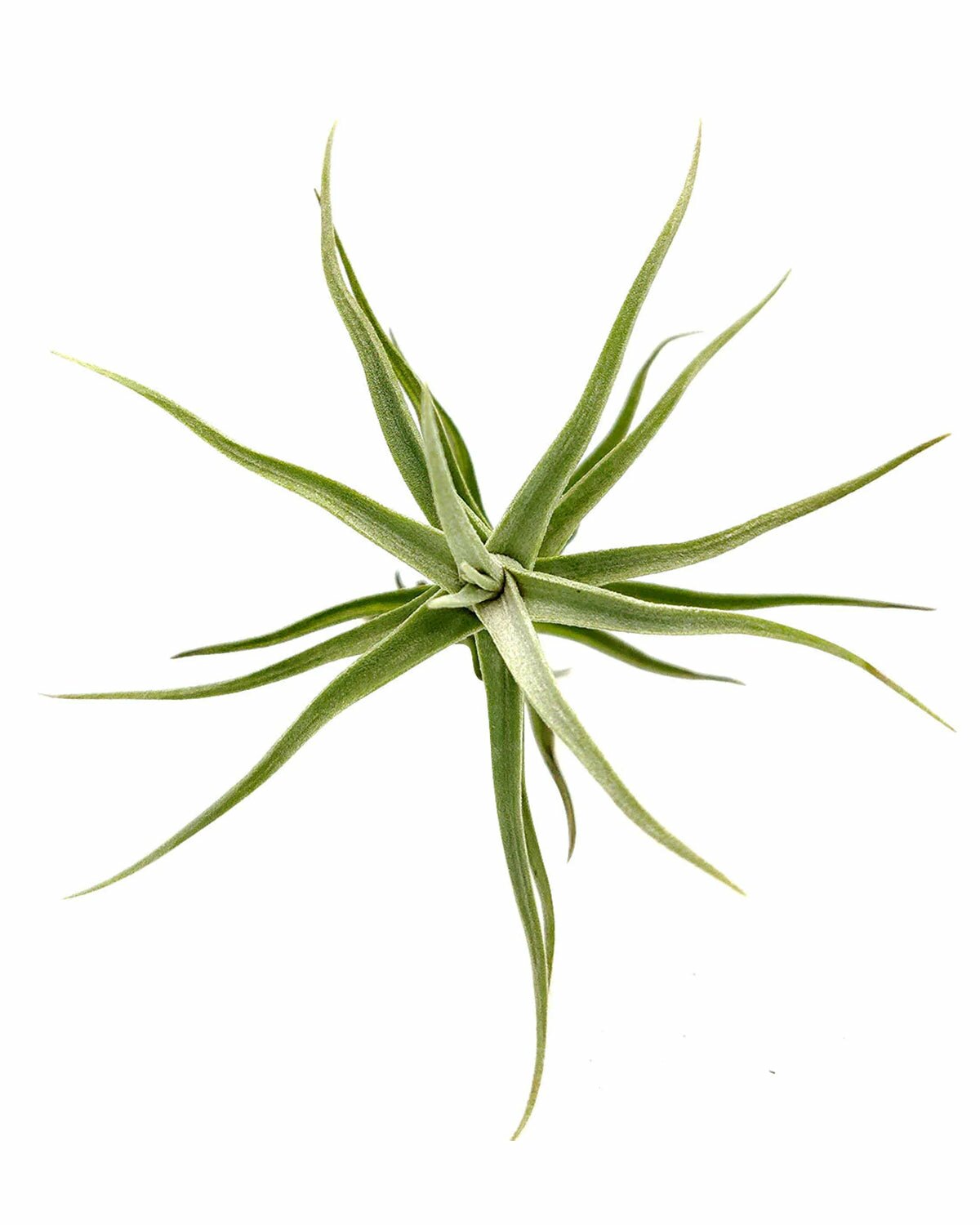 Tillandsia Diaguitensis Air Plant for sale, unique air plant gift decor ideas, How to care for Tillandsia Diaguitensis Air Plant, Tillandsia Diaguitensis Air Plant with care guide