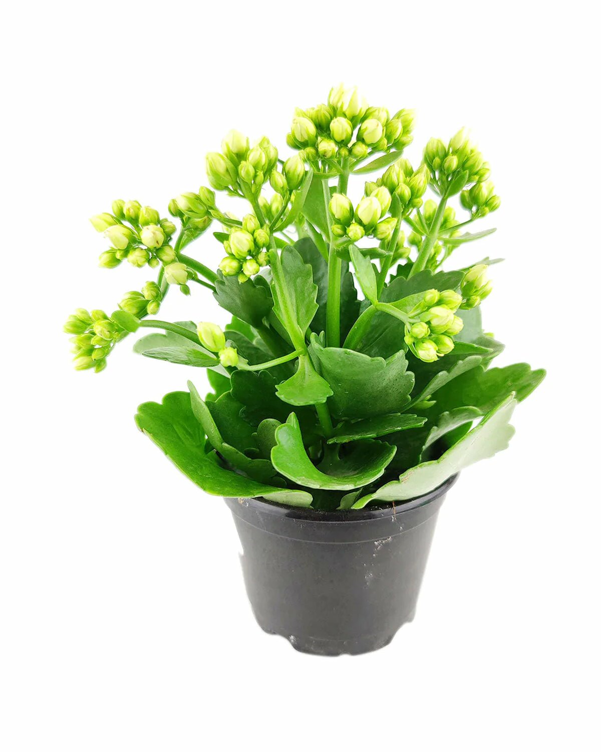 Kalanchoe blossfeldiana 'Calandiva White' in medium plant pot, Kalanchoe blossfeldiana 'Calandiva White' in modern plant pot with saucer, Kalanchoe blossfeldiana 'Calandiva White' in white indoor plant pot