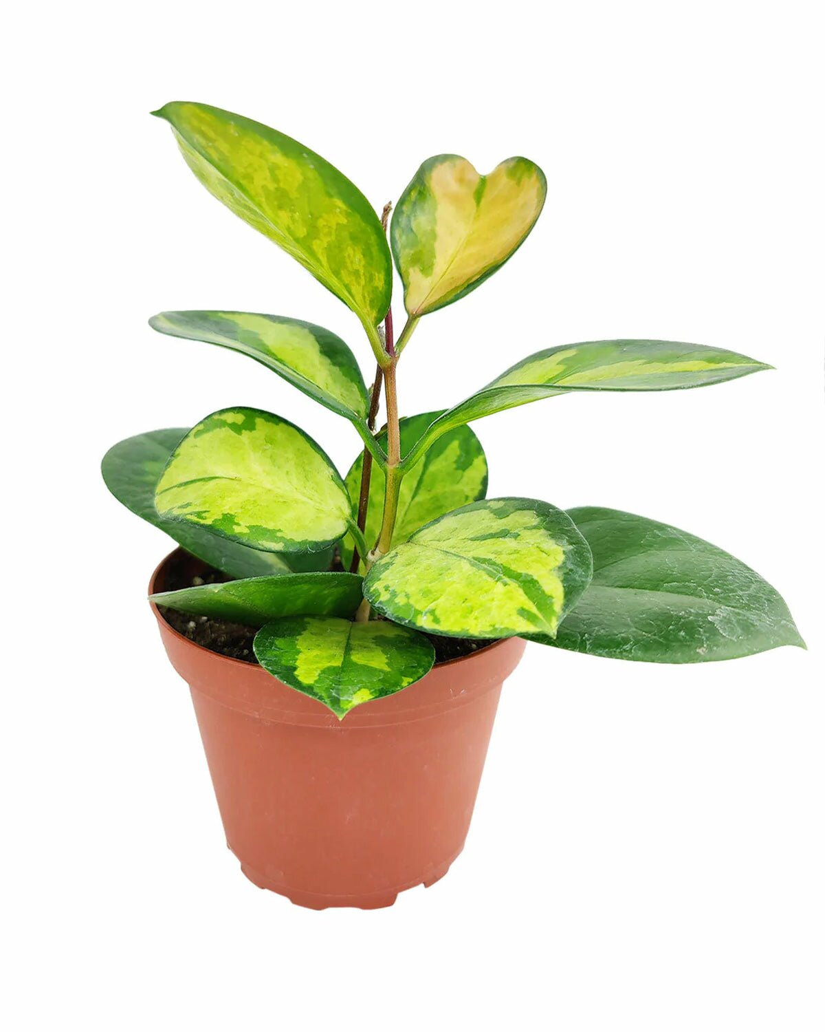 Hoya Australis Lisa, houseplant for home and office decoration, rare hoya australis lisa, pet friendly indoor plant, easy to care houseplant