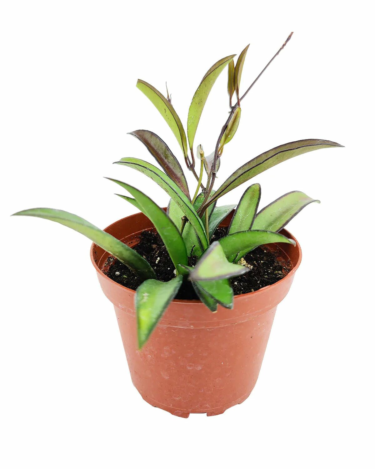 houseplant gift idea, Hoya Wayetti for sale, hoya plant for delivery, easy to care houseplant, common houseplant, best indoor plant