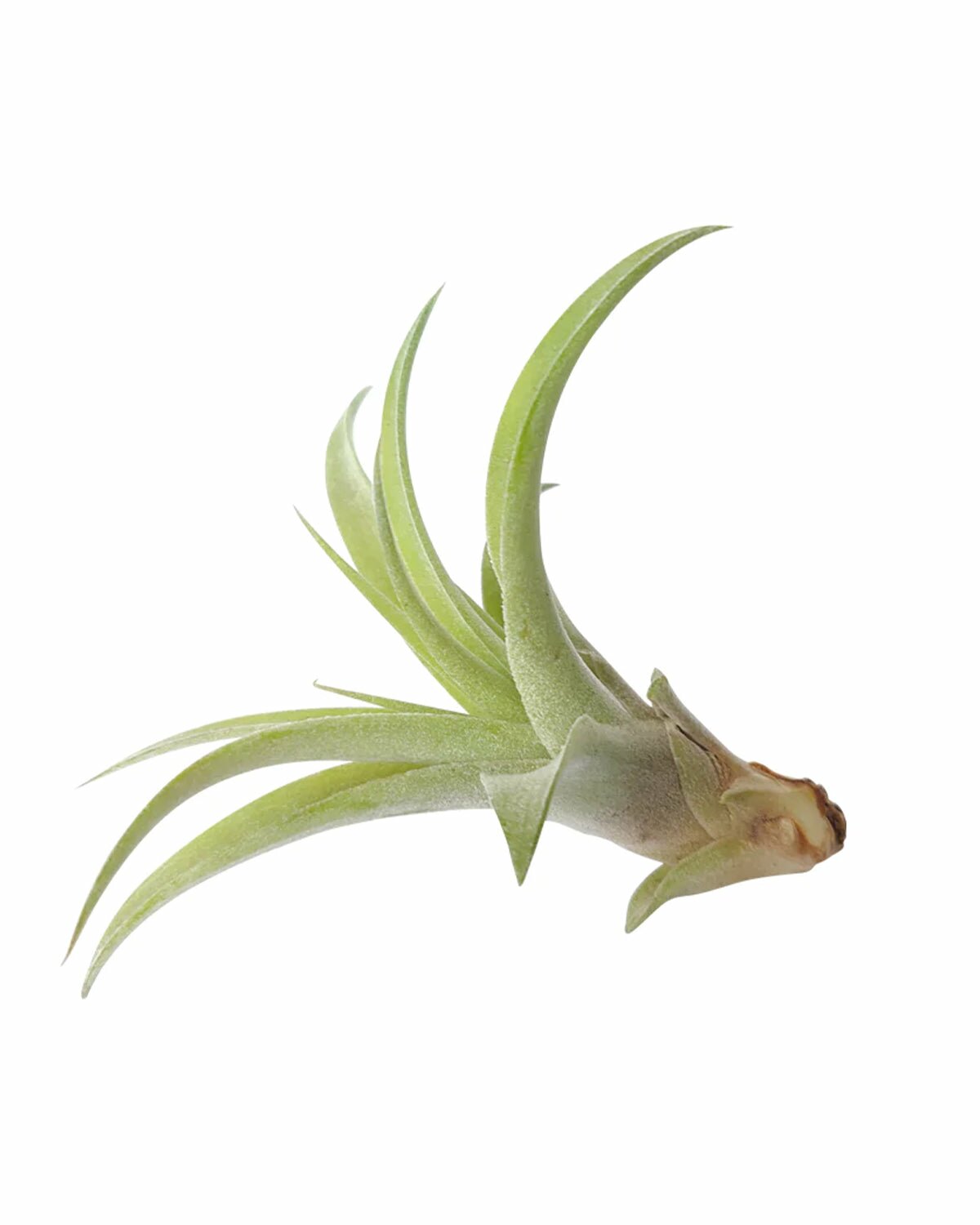 live air plants for sale Tillandsia Capitata Peach - Slivery Green Leaves Air Plant