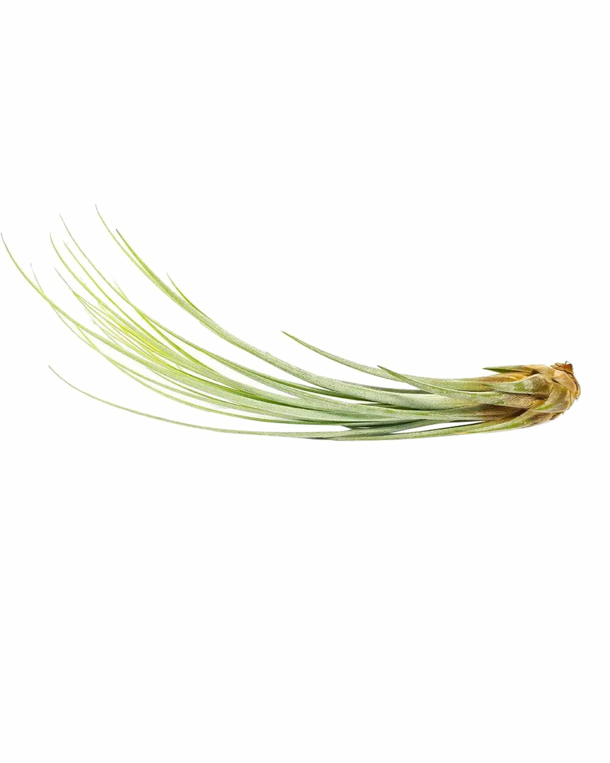 juncea air plant Tillandsia Juncea - Long Grassy-green and Needle-like Leaves Air Plant