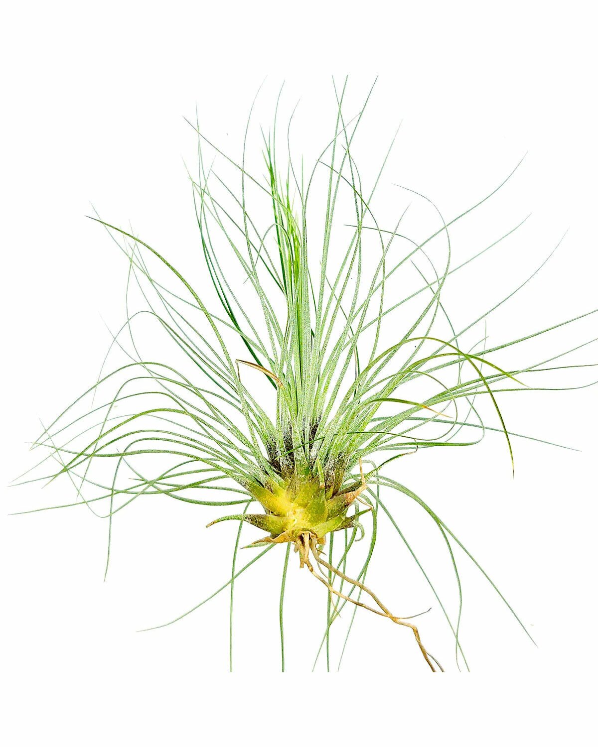 Tillandsia Filifolia air plant for sale, How to care for Tillandsia Filifolia air plant, air plant gift decor ideas, Growing Tillandsia Filifolia air plant