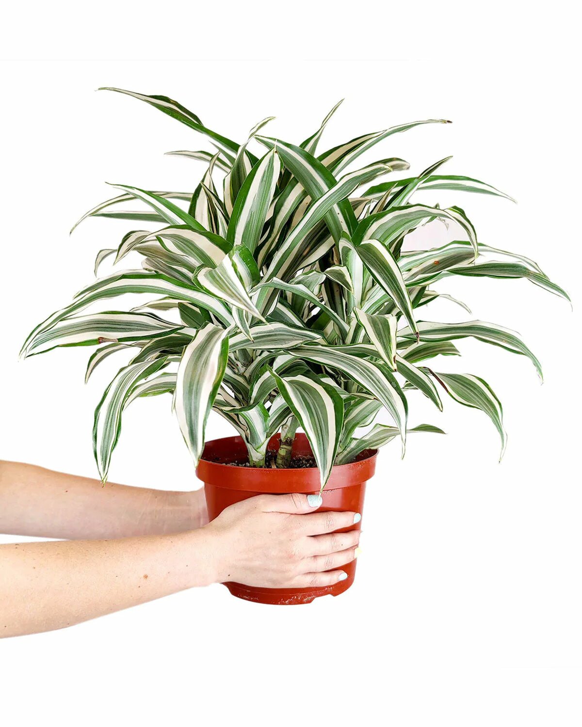 how to care for Dracaena Warneckii, Dracaena deremensis for sale, best houseplant for low light rooms, easy plant for beginners, houseplant gift ideas