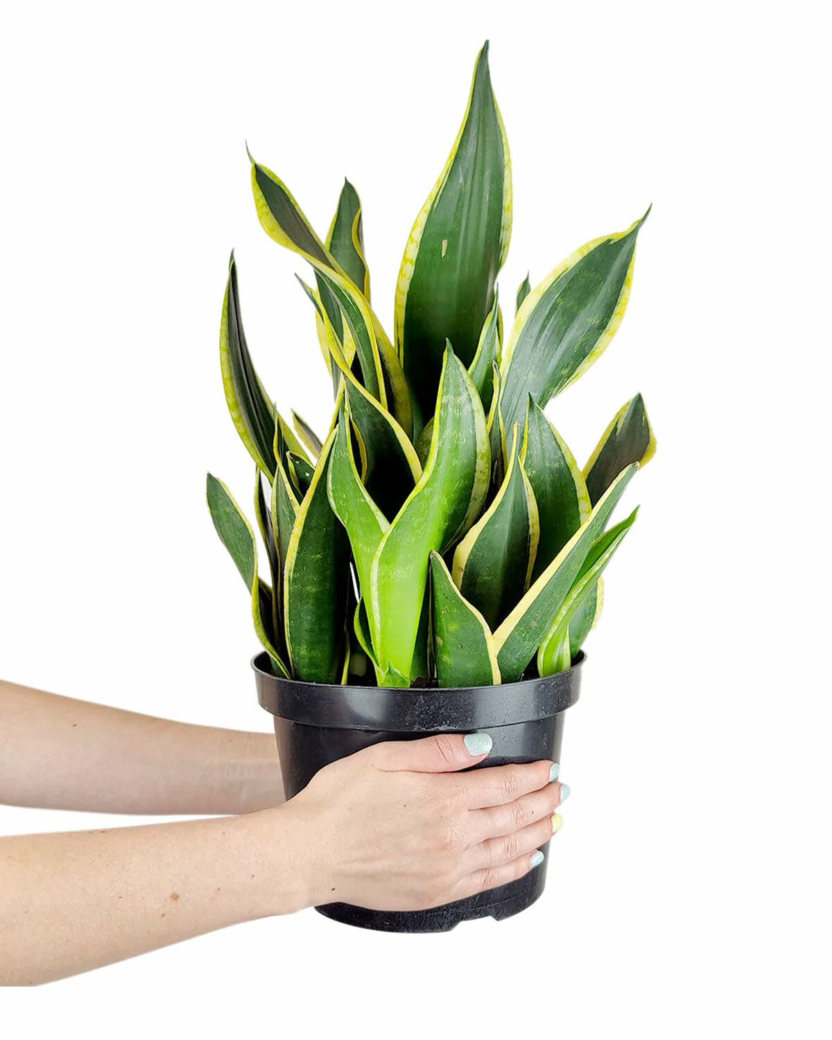sansevieria black gold superba Snake Plant Sansevieria Black Gold Superba - Low Light Houseplant