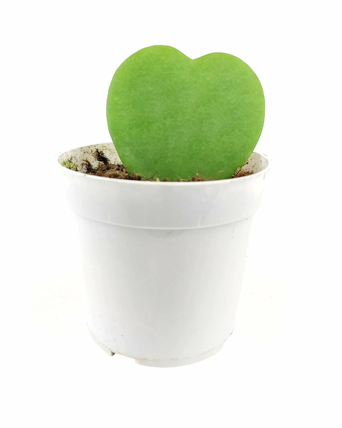 Valentine Hoya Succulent Plant, easy to care houseplant for beginners, Hoya Kerrii Heart for sale, buy hoya kerrii heart online, pet friendly houseplant