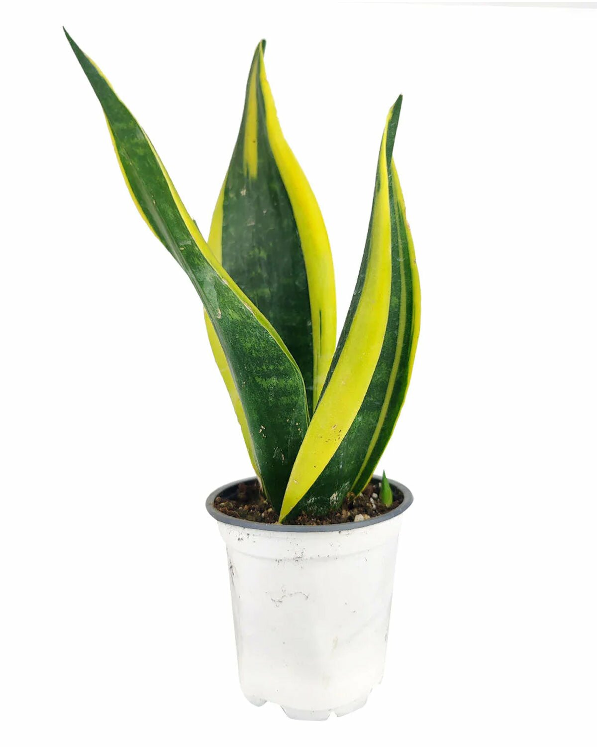 Snake Plant Sansevieria Gold Flame in pot with drainage, Snake Plant Sansevieria Gold Flame in medium white ceramic pot, Snake Plant Sansevieria Gold Flame in modern pot