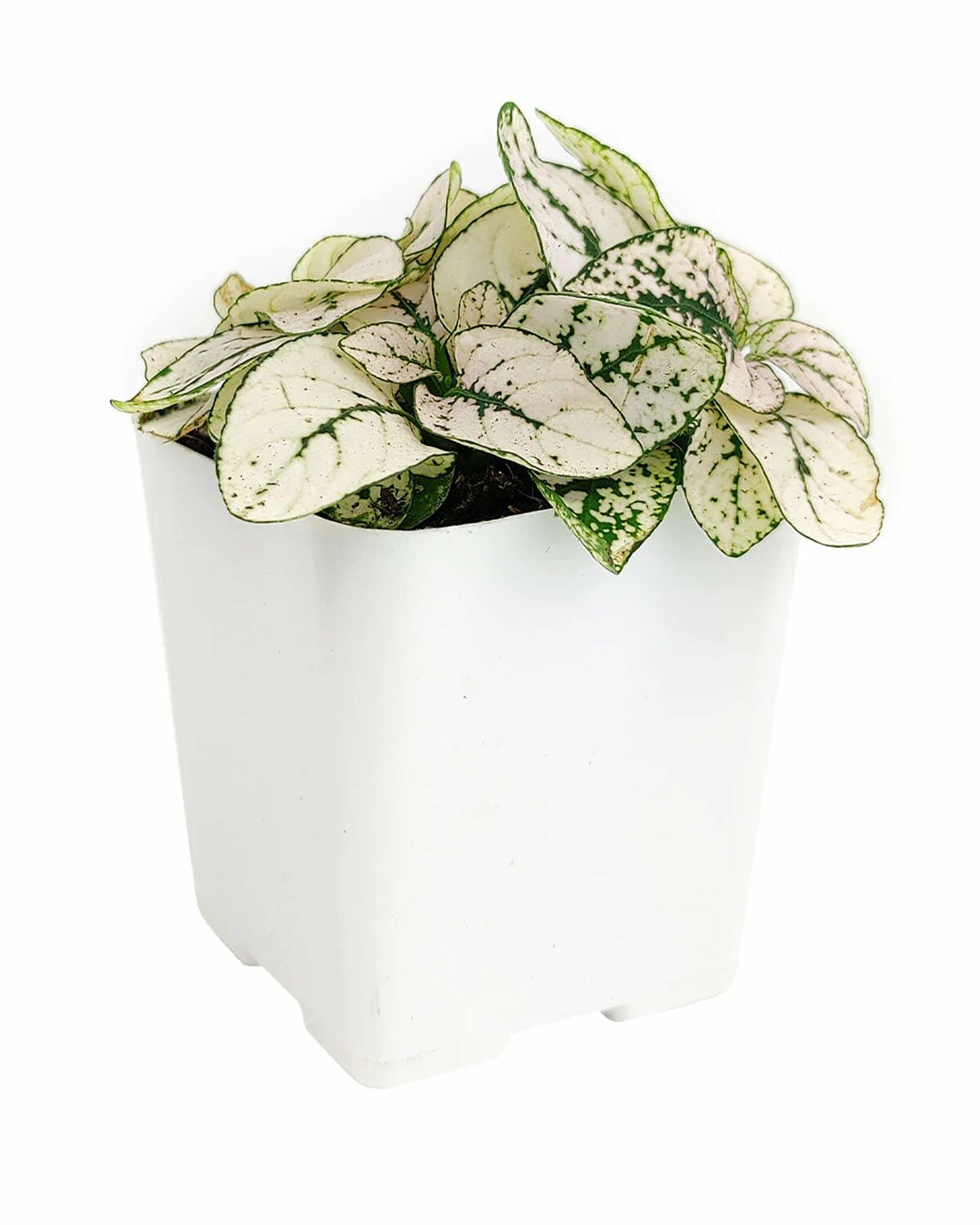 Hypoestes Phyllostachya White Splash in large plant pot, Hypoestes Phyllostachya White Splash plant in pot, Hypoestes Phyllostachya White Splash plant in white pot, Hypoestes Phyllostachya White Splash in pot with drainage
