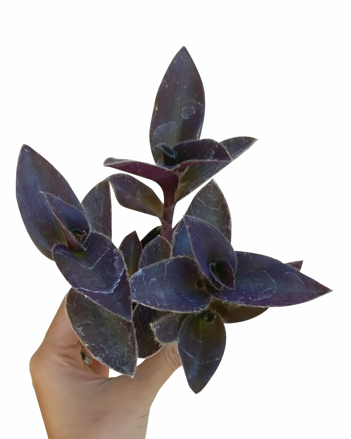 purple heart plant succulent Purple Heart Tradescantia Pallida