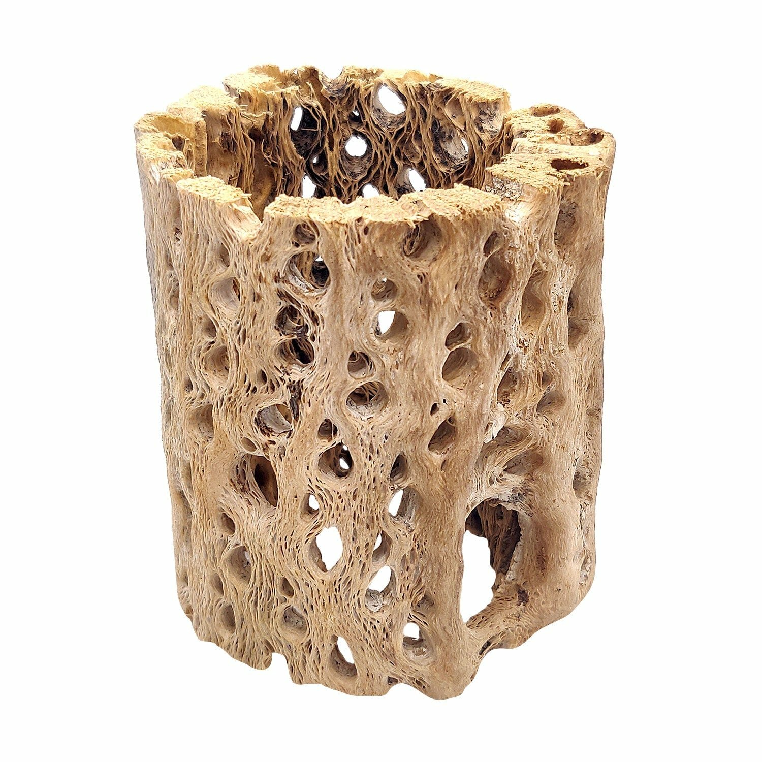 Rare chain Cholla Wood 3 inch Planter