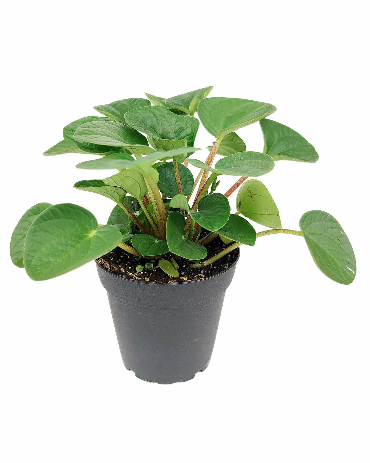 Peperomia Rana Verde plant in 4 inch pot, Peperomia Rana Verde in ceramic plant pot, Peperomia Rana Verde in white ceramic with saucer pot