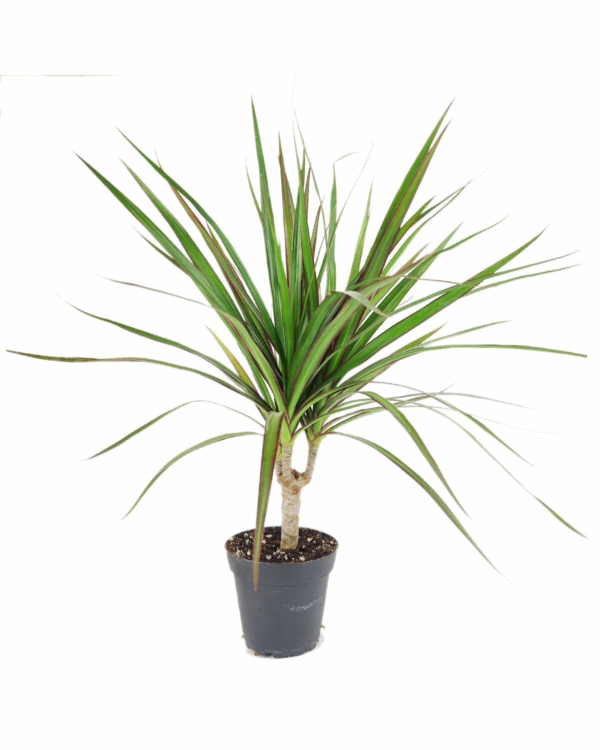 green dracaena Green Dracaena Marginata Dragon Tree - Easy to Care & Air Purifying Plant