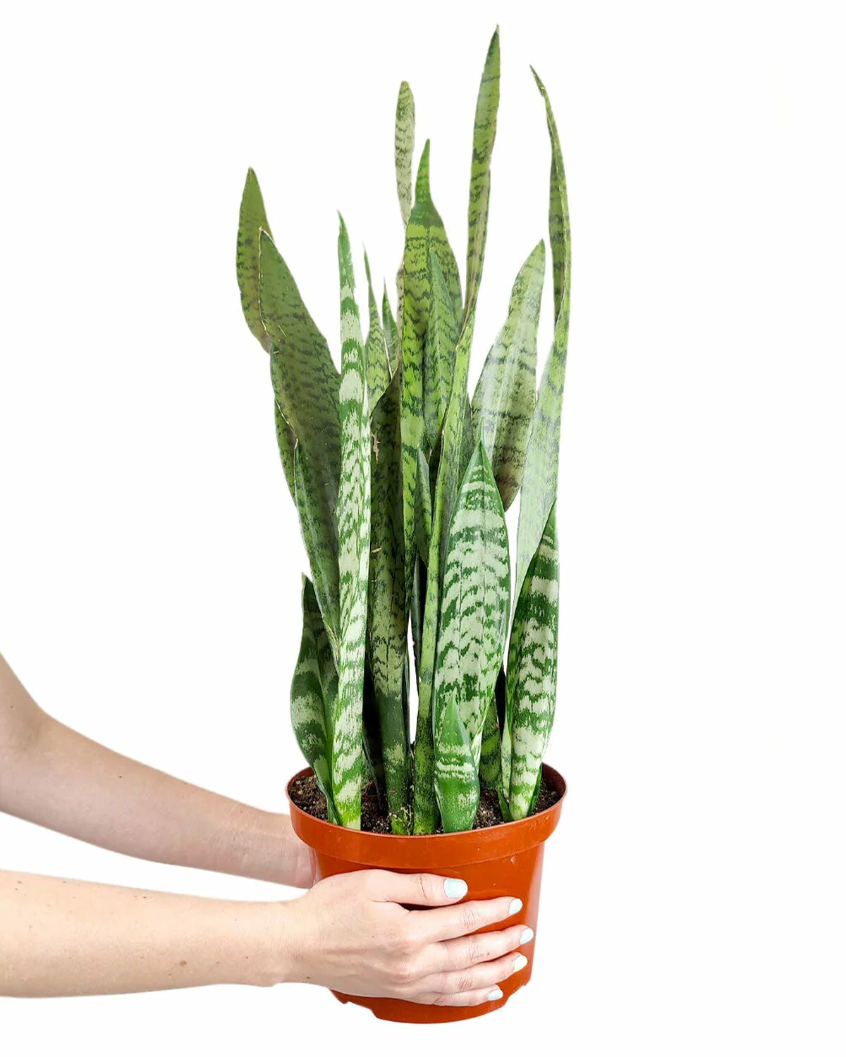 bright to medium light plants, best air-purifying plants, how to care for Sansevieria Zeylanica, Snake Plant Sansevieria Zeylanica
