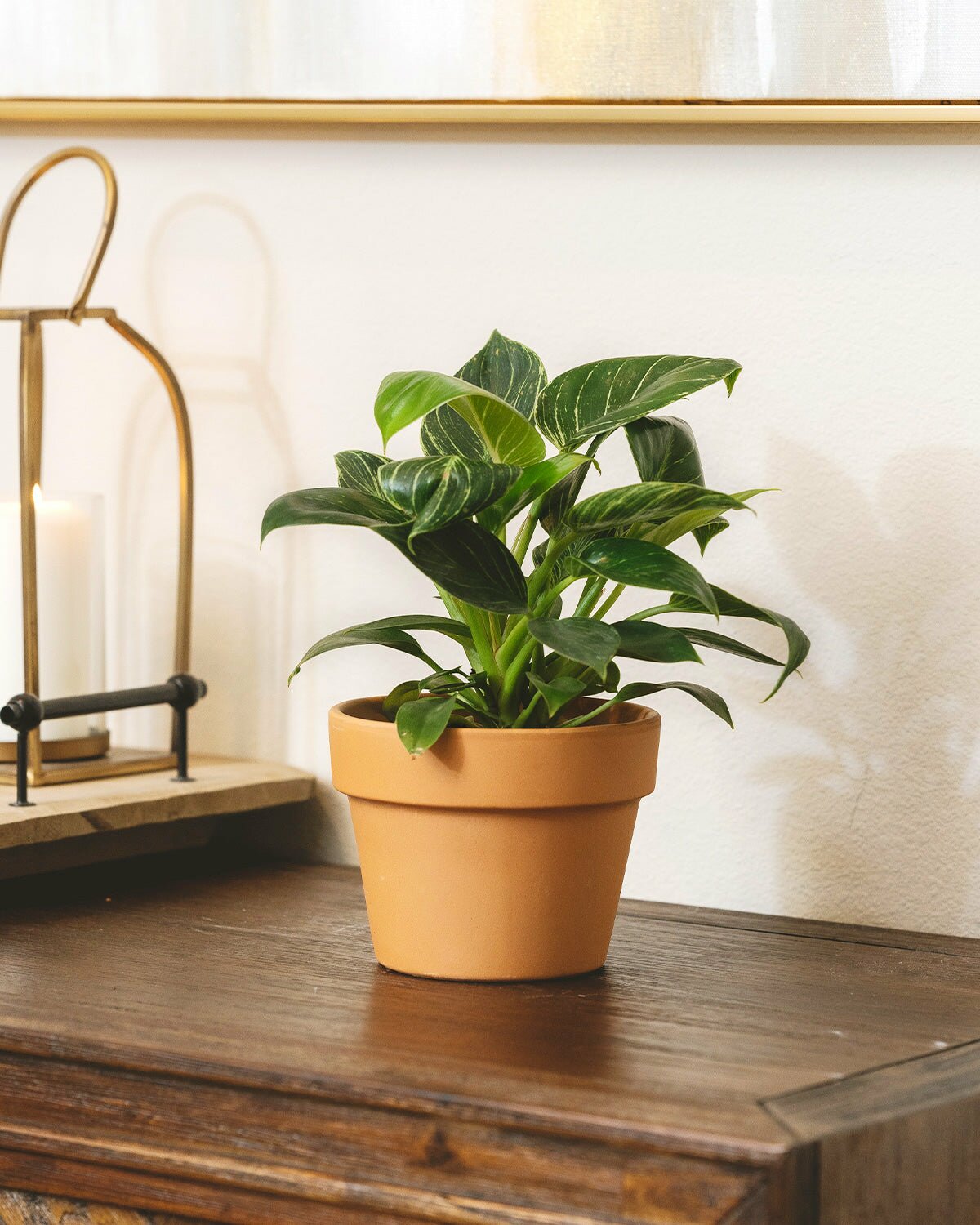 bright and medium light houseplant, Philodendron Birkin, 4 inch philodendron birkin for sale, indoor plant gift ideas, easy to care houseplant for beginners, indoor plant for home decoration
