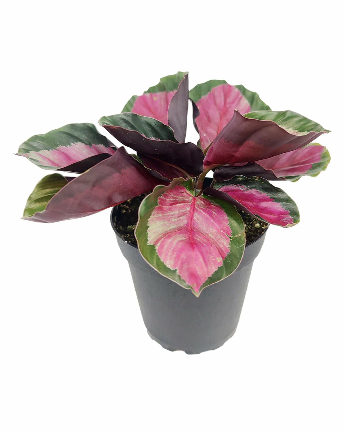Calathea Rosy for sale, Calathea Rosy houseplant, colorful foliage houseplant, houseplant for decoration, easy to care houseplant, best indoor plant