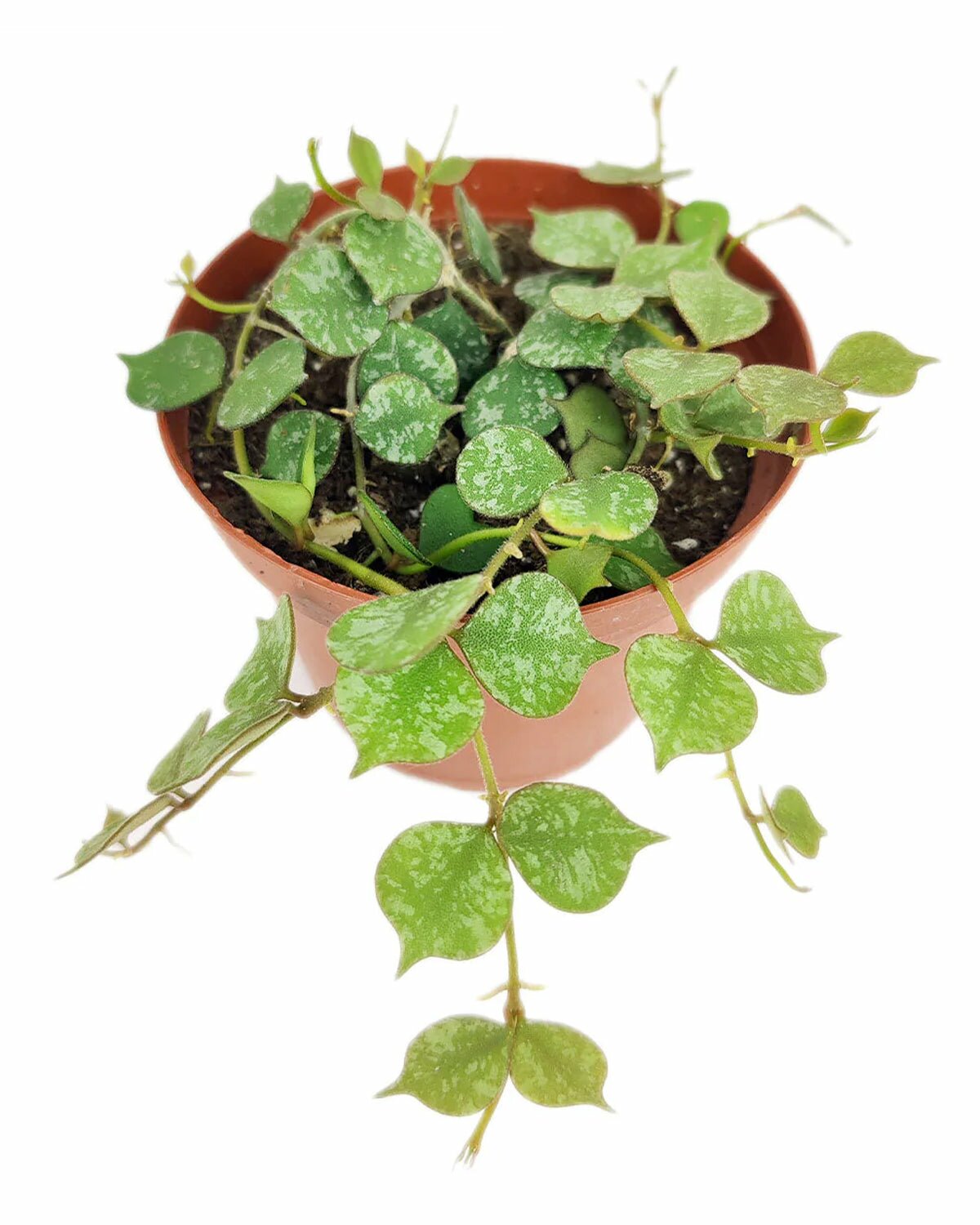 easy to care houseplant, hoya for sale, hoya curtisii, hoya plant for delivery, hoya trailing houseplant