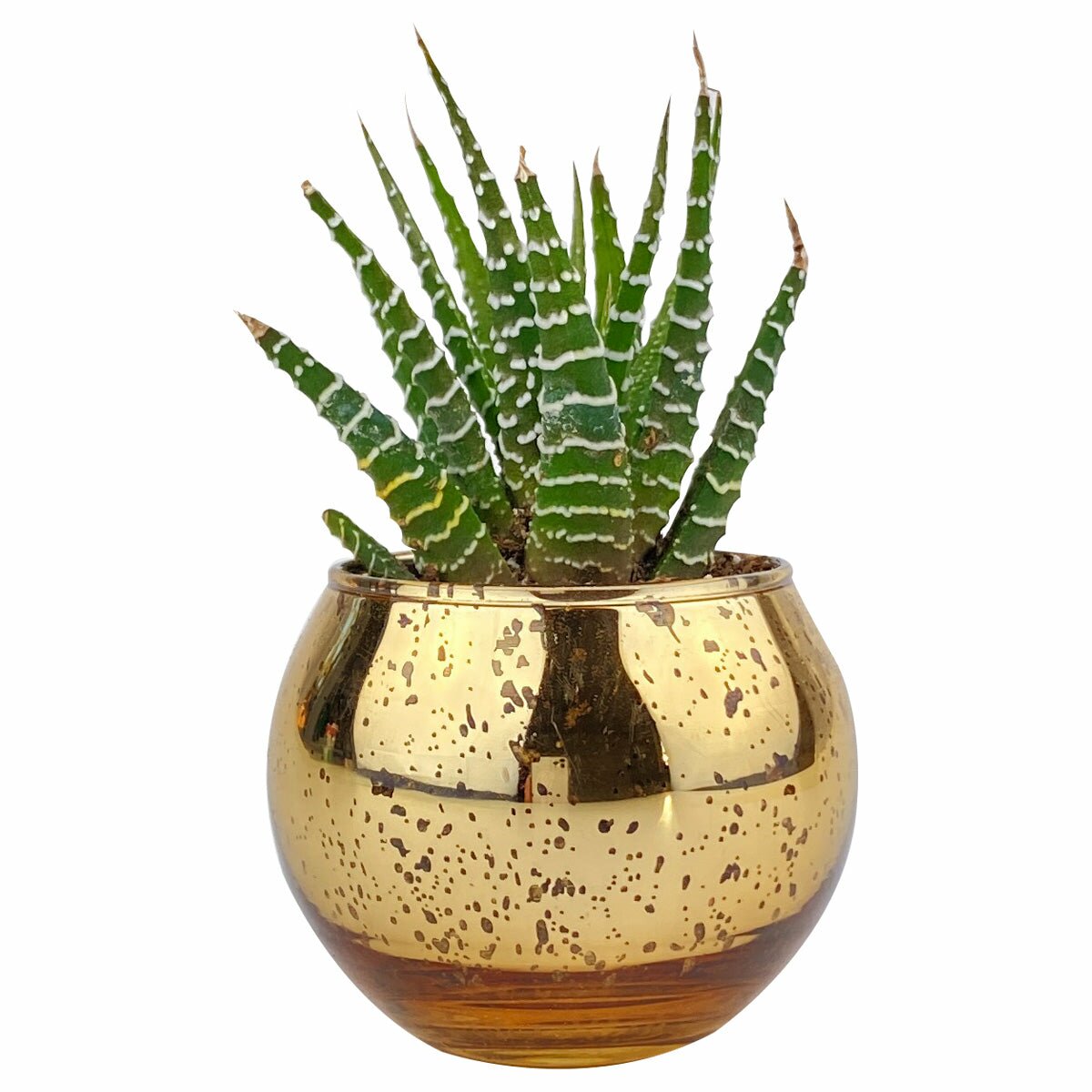 gold succulent pots Round Gold Glitter Planter | Succulent Planter for Sale | Plant Accessories
