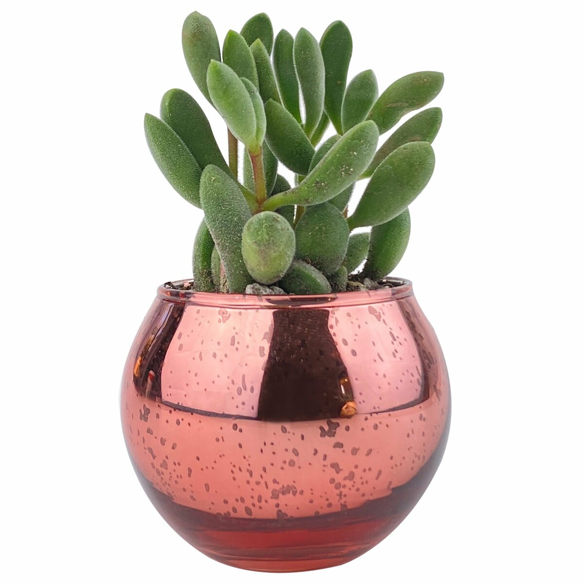 rose gold succulent planter Round Pink Glitter Planter | Great Plant Accessories for Decoration
