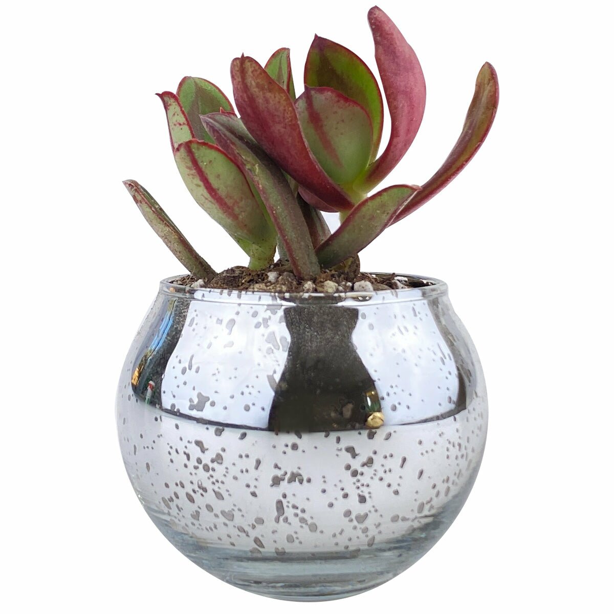 Planter for sale, Mini planter for succulent, Succulent planter decor ideas, Flower planter for sale, glass planter for planting, succulent gift for holiday, Round Silver Glitter Planter