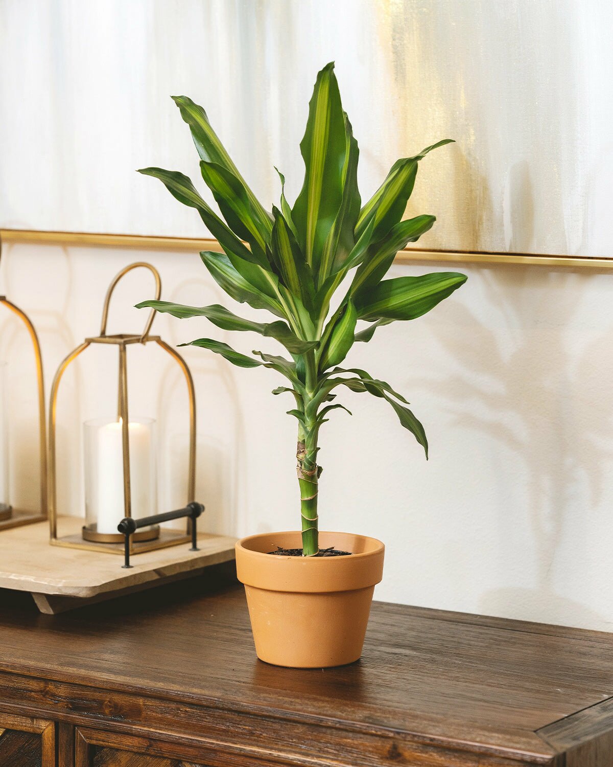 4 inch Dracaena Cintho, dracaena cintho for sale, best indoor plant, houseplant for home office decoration, air purifying houseplant for delivery