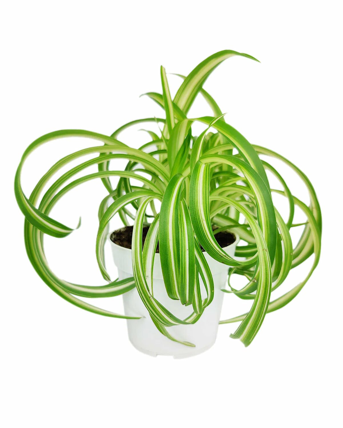 curly bonnie spider plant care Bonnie Curly Spider Plant - Easy to Care & Pet friendly Houseplant