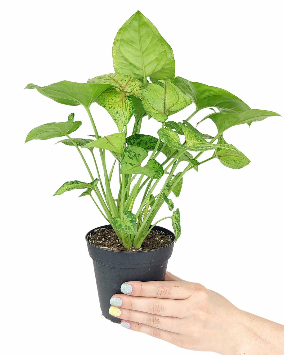 best air purifying houseplant, indoor plant for home and office decoration, Syngonium Pink Allusion for sale, how to grow pink allusion