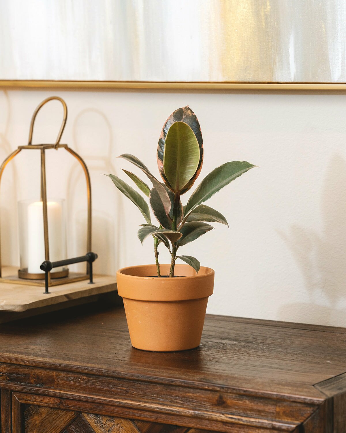 Ficus Elastica Ruby Pink, Ficus houseplant, buy ficus elastica ruby pink online, colorful foliage houseplant, indoor plant for home and office decoration