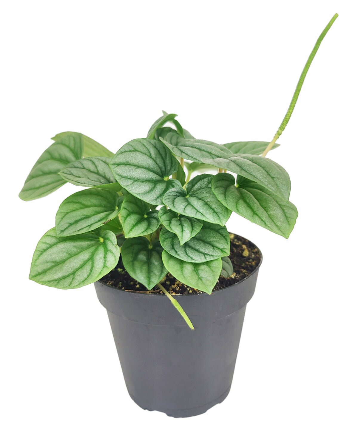 medium to bright light houseplant, easy to care houseplant, Peperomia Frost, peperomia plant for sale, unique foliage houseplant, best plant for home office decoration